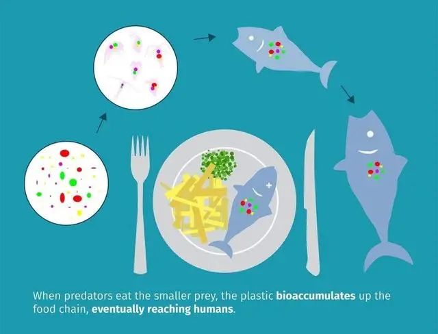 魚類和海洋生物吃下這些塑料微粒后被打撈上岸，端上精美的餐桌